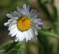 Erigeron bellidiastrum