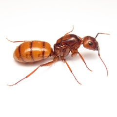 Camponotus