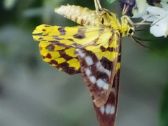 Dysphania subrepleta