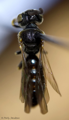 Protandrena andrenoides