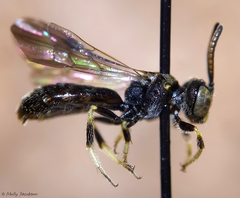 Protandrena andrenoides