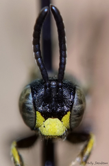 Protandrena andrenoides