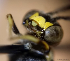 Protandrena andrenoides