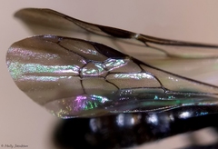 Protandrena andrenoides