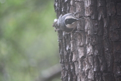 Sitta carolinensis nelsoni