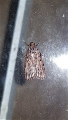 Mimaglossa nauplialis