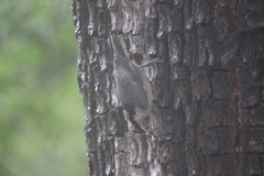 Sitta carolinensis nelsoni