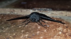 Melanodes anthracitaria