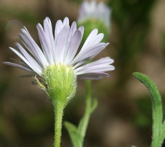 Erigeron bellidiastrum