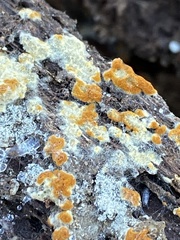 Botryobasidium aureum