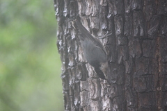 Sitta carolinensis nelsoni