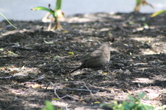 Turdus merula