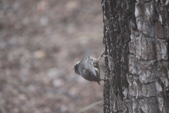 Sitta carolinensis nelsoni