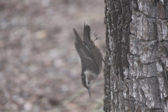 Sitta carolinensis nelsoni