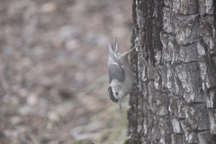 Sitta carolinensis nelsoni