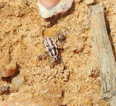 Eudiagogus rosenschoeldi