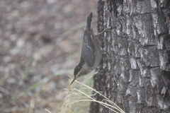 Sitta carolinensis nelsoni
