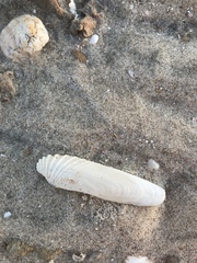 Petricolaria cognata