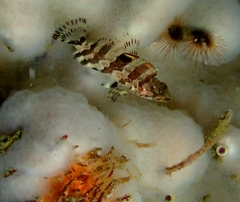 Oxylebius pictus