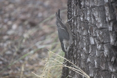Sitta carolinensis nelsoni