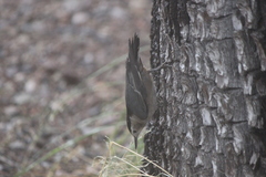 Sitta carolinensis nelsoni