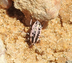 Eudiagogus rosenschoeldi