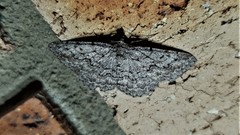 Psilosticha absorpta