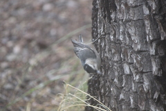 Sitta carolinensis nelsoni