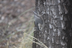 Sitta carolinensis nelsoni