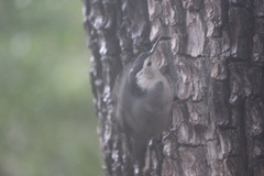 Sitta carolinensis nelsoni