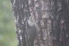 Sitta carolinensis nelsoni