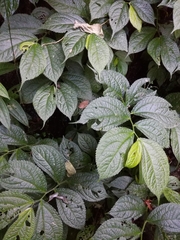 Elatostema rivulare
