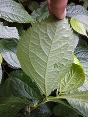 Elatostema rivulare