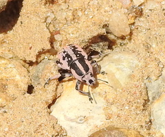 Eudiagogus rosenschoeldi