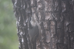 Sitta carolinensis nelsoni