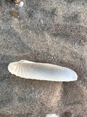 Petricolaria cognata