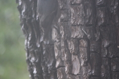 Sitta carolinensis nelsoni