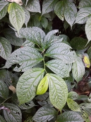 Elatostema rivulare