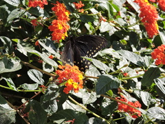 Papilio menatius