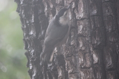 Sitta carolinensis nelsoni