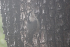 Sitta carolinensis nelsoni