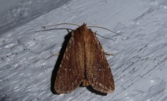 Ichneutica infensa