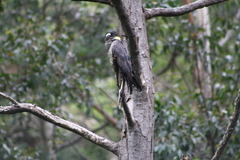 Zanda funerea xanthanota