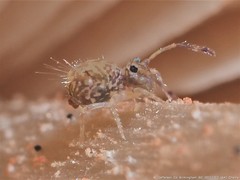 Ptenothrix renateae