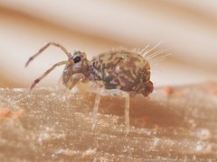 Ptenothrix renateae