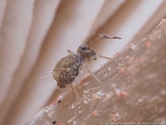 Ptenothrix renateae