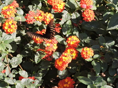 Papilio menatius
