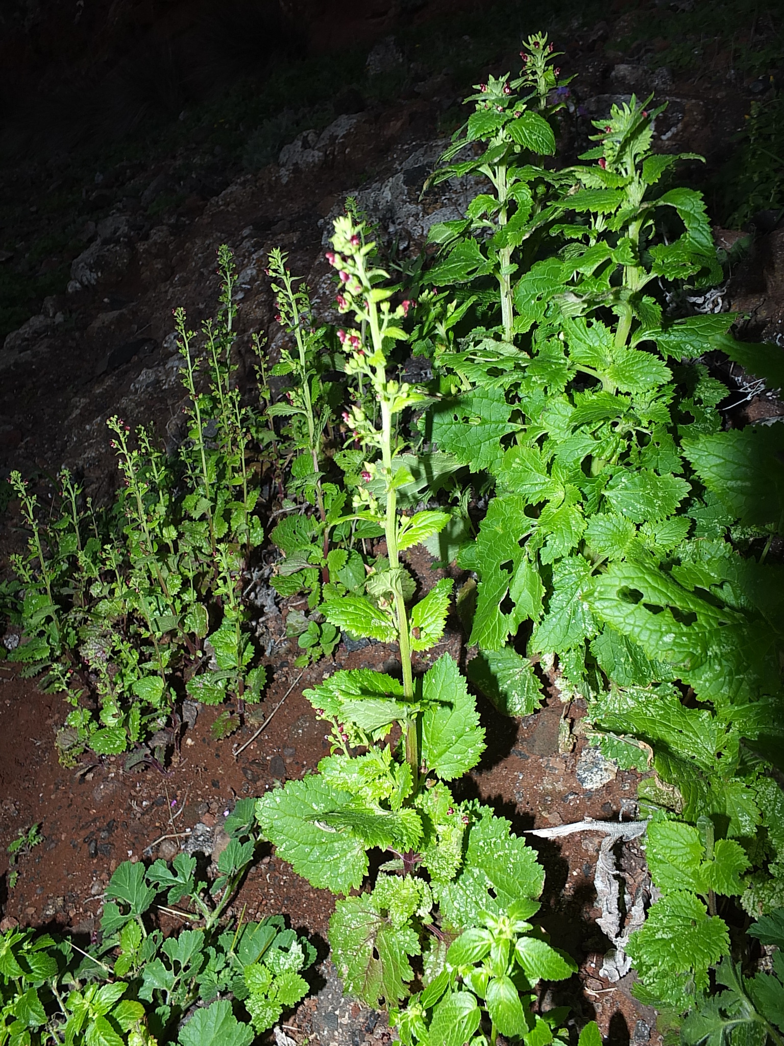 Scrophularia arguta