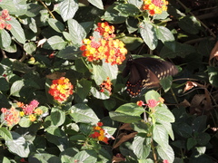 Papilio menatius