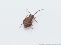 Ptenothrix renateae
